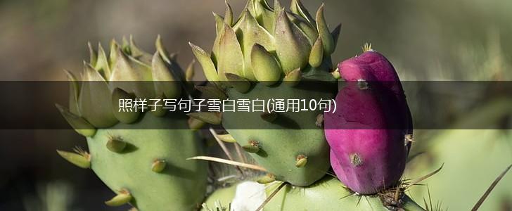 照样子写句子雪白雪白(通用10句),第1张