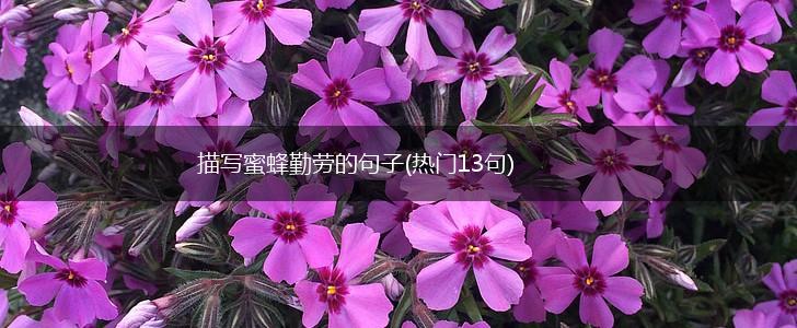 描写蜜蜂勤劳的句子(热门13句),第1张