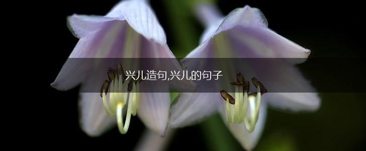 兴儿造句,兴儿的句子,第1张