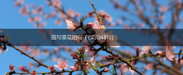 描写葵花的句子(实用48句),第1张