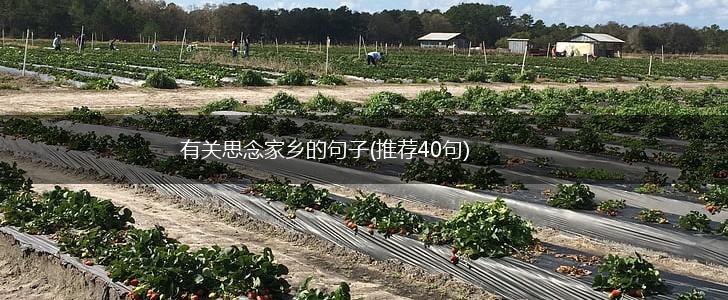 有关思念家乡的句子(推荐40句),第1张