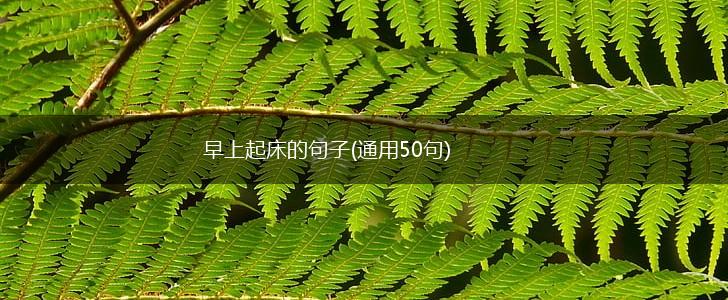 早上起床的句子(通用50句),第1张