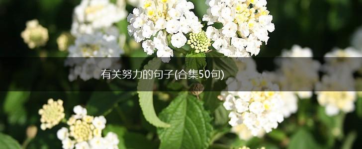 有关努力的句子(合集50句),第1张