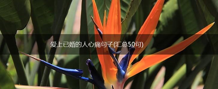 爱上已婚的人心痛句子(汇总50句),第1张