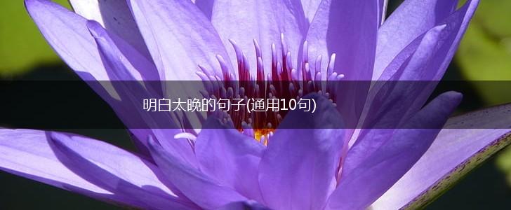 明白太晚的句子(通用10句),第1张