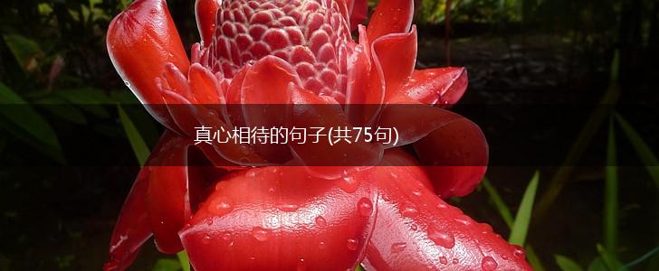真心相待的句子(共75句),第1张