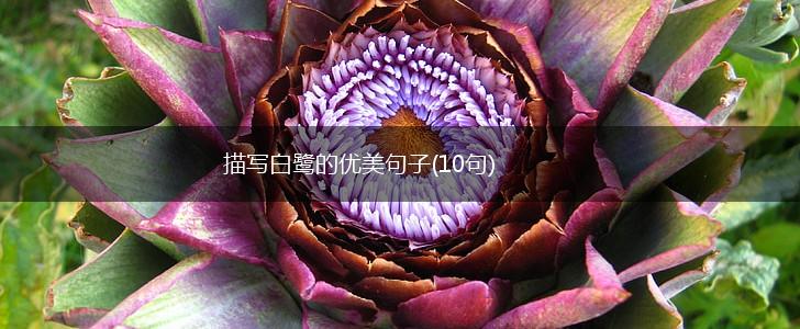 描写白鹭的优美句子(10句),第1张