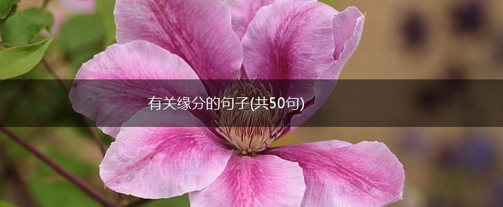 有关缘分的句子(共50句),第1张
