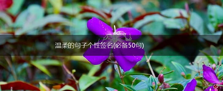 温柔的句子个性签名(必备50句),第1张