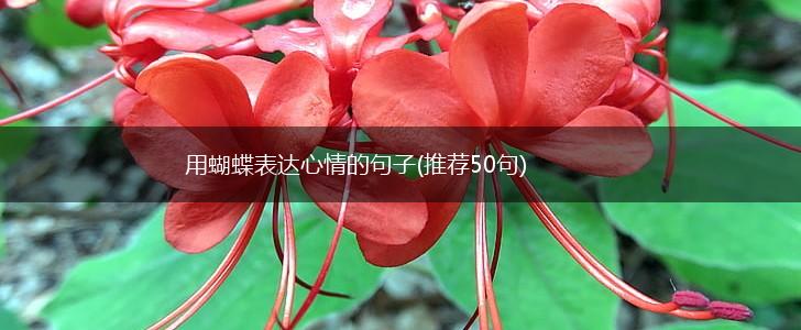 用蝴蝶表达心情的句子(推荐50句),第1张