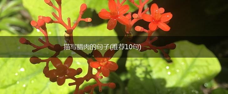 描写腊肉的句子(推荐10句),第1张