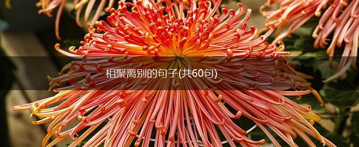 相聚离别的句子(共60句),第1张