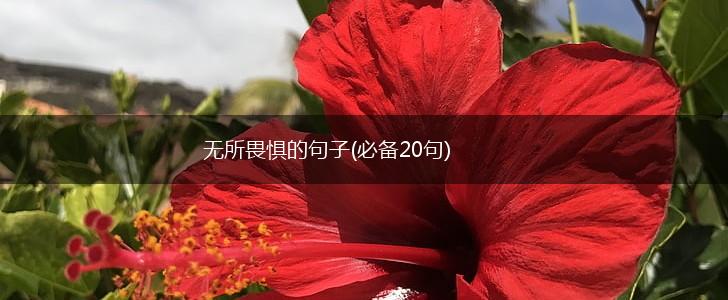 无所畏惧的句子(必备20句),第1张