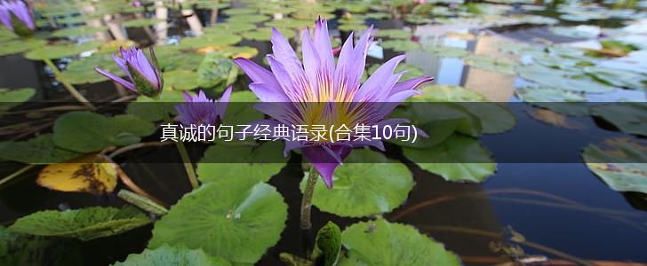 真诚的句子经典语录(合集10句),第1张