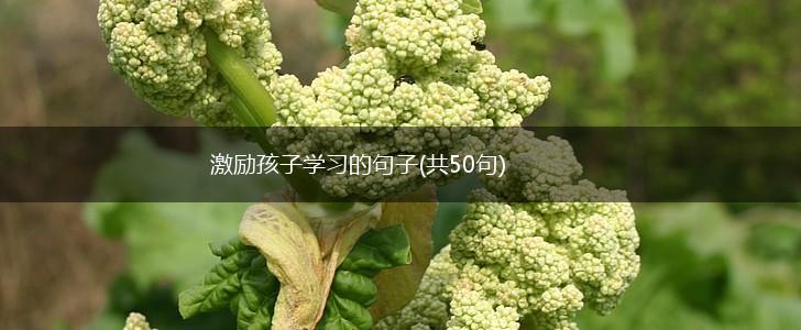 激励孩子学习的句子(共50句),第1张