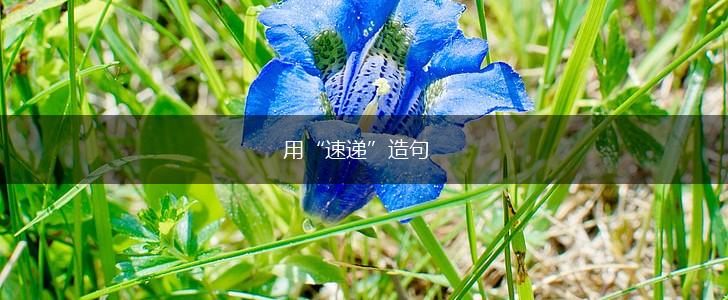用“速递”造句,第1张