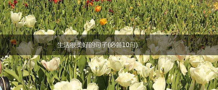 生活很美好的句子(必备10句),第1张