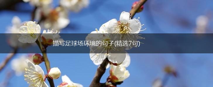 描写足球场环境的句子(精选7句),第1张