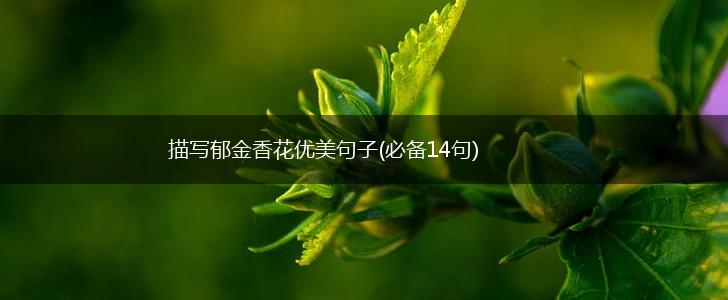 描写郁金香花优美句子(必备14句),第1张