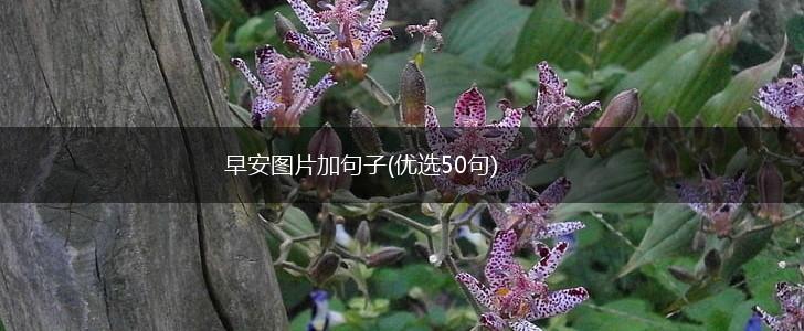 早安图片加句子(优选50句),第1张