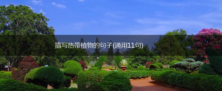 描写热带植物的句子(通用11句),第1张