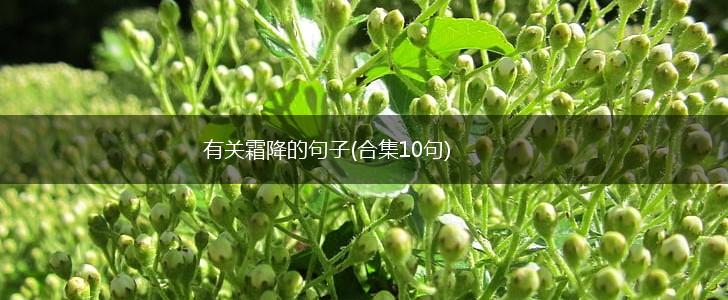有关霜降的句子(合集10句),第1张