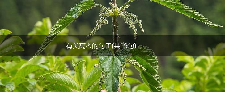 有关高考的句子(共19句),第1张