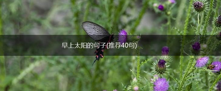 早上太阳的句子(推荐40句),第1张