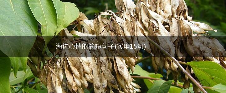 海边心情的简短句子(实用15句),第1张