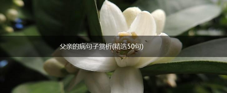 父亲的病句子赏析(精选50句),第1张
