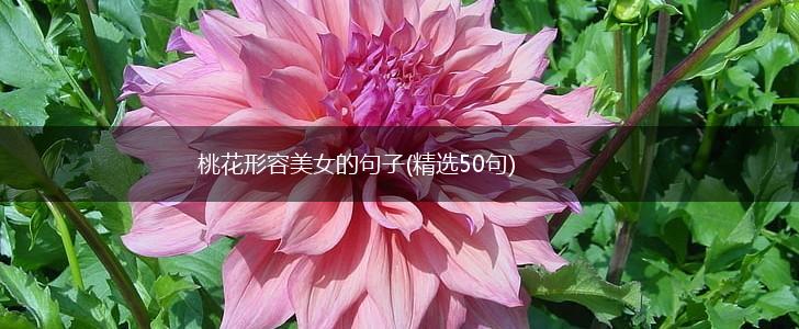 桃花形容美女的句子(精选50句),第1张