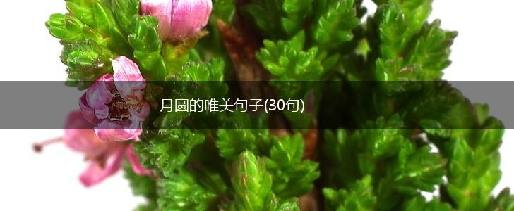 月圆的唯美句子(30句),第1张
