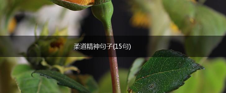 柔道精神句子(15句),第1张