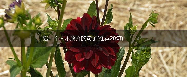 爱一个人不放弃的句子(推荐20句),第1张