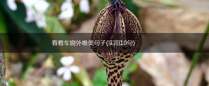 看着车窗外唯美句子(实用10句),第1张