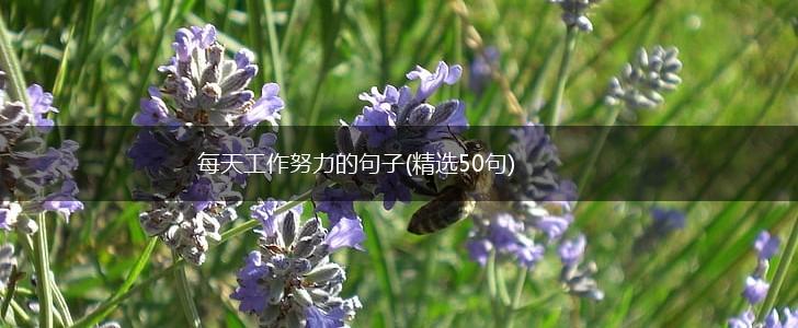每天工作努力的句子(精选50句),第1张