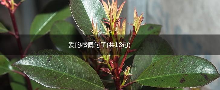 爱的感慨句子(共18句),第1张