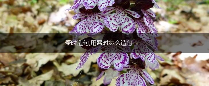 盛时造句,用盛时怎么造句,第1张