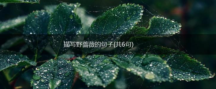 描写野蔷薇的句子(共6句),第1张