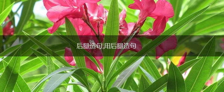 后腿造句,用后腿造句,第1张
