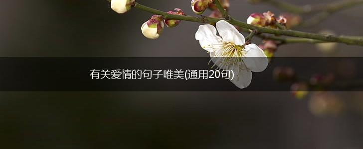 有关爱情的句子唯美(通用20句),第1张