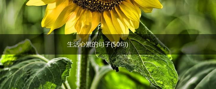 生活心累的句子(50句),第1张