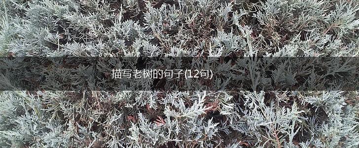 描写老树的句子(12句),第1张