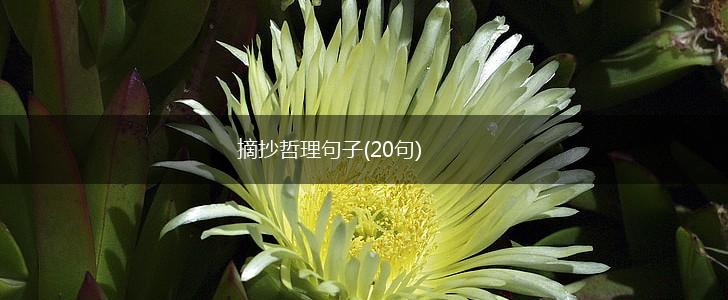 摘抄哲理句子(20句),第1张
