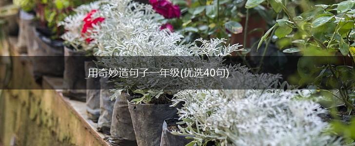 用奇妙造句子一年级(优选40句),第1张