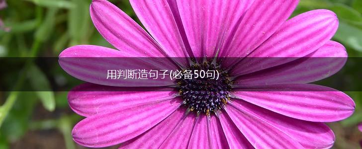 用判断造句子(必备50句),第1张