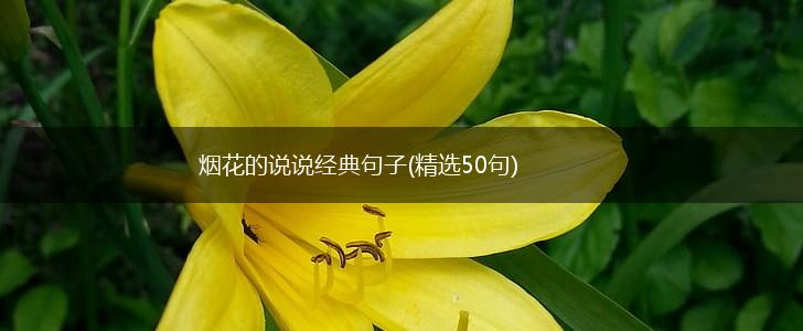烟花的说说经典句子(精选50句),第1张