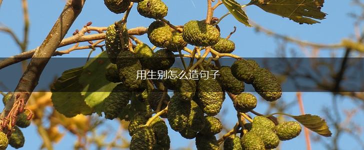 用生别怎么造句子,第1张