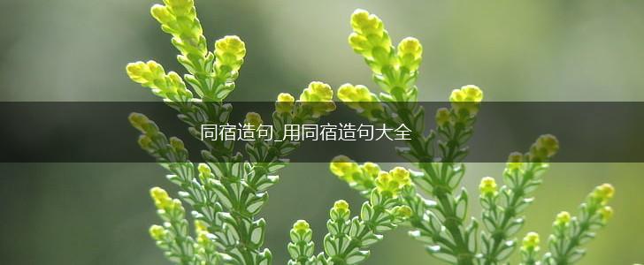 同宿造句_用同宿造句大全,第1张