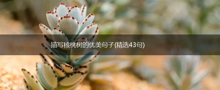 描写核桃树的优美句子(精选43句),第1张